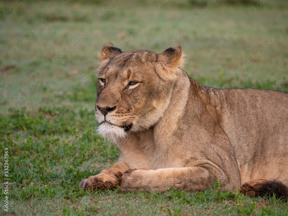 Naklejka premium GH5MP35690