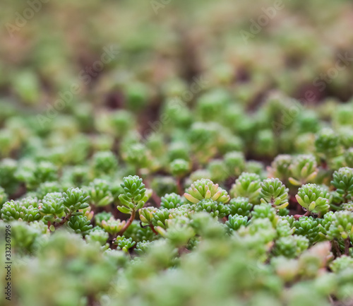 Green background with small sedum succulents in the garden. Nature backdrop
