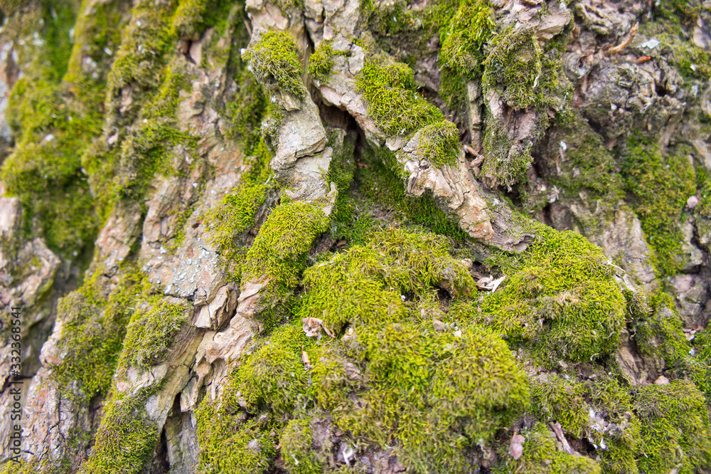 Green moss on tree bark, closeup shot. Background for nature and plants.
