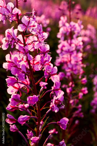 Fototapeta Naklejka Na Ścianę i Meble -  .flowers Ivan tea kiptey at sunset in backlight closeup