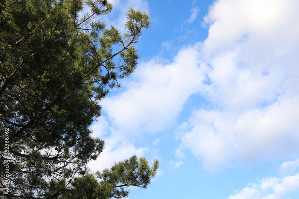 Texture of green pine branches and blue sky with white clouds. Texture of green pine branches and blue sky with white clouds.