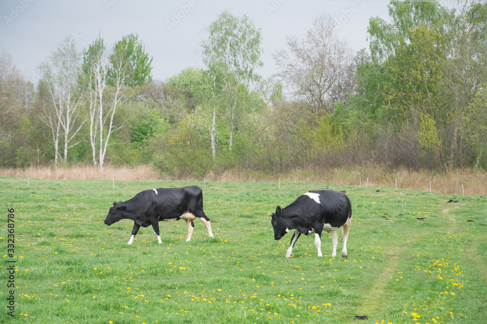 Cows grazing in a meadow Cows grazing in a meadow