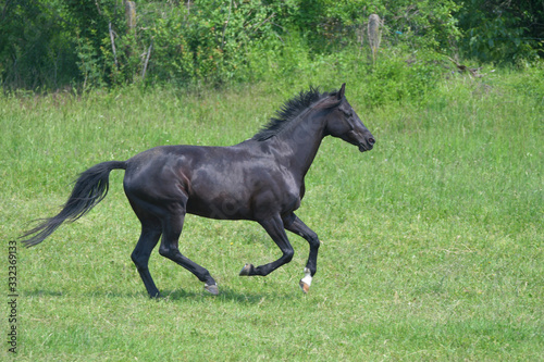 A black horse galloping in a green meadow.