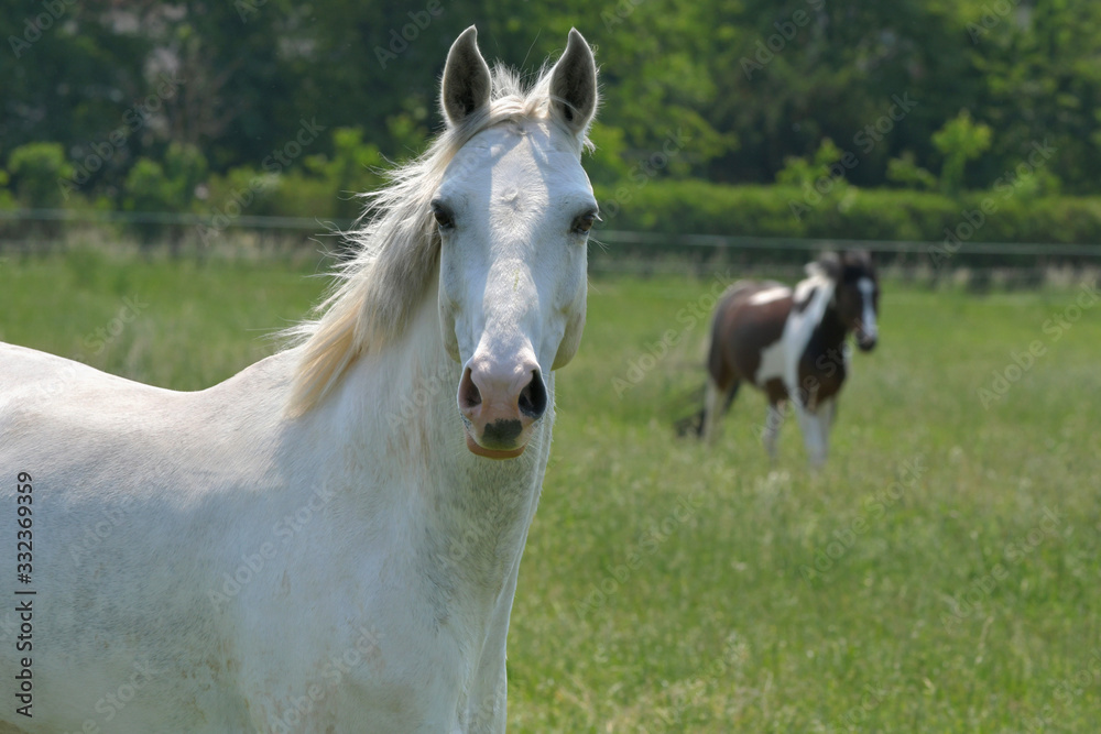 Portrait of a beautiful gray warmblood horse.