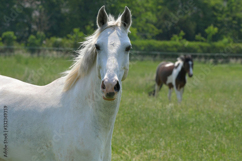 Portrait of a beautiful gray warmblood horse.