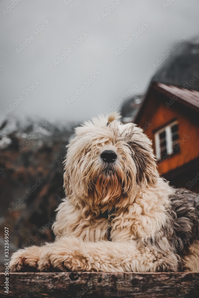 Dog in front of a mountain cottage