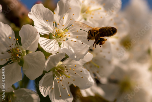 Kirschblüte