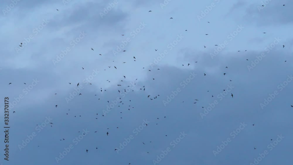 Slow speed motion camera pan scene on swarm of swifts flying scattered on dark grey cloudy sky in evening, chaotic pattern of bird flock, immigration animal in nature environment Slow speed motion camera pan scene on swarm of swifts flying scattered on dark grey cloudy sky in evening, chaotic pattern of bird flock, immigration animal in nature environment
