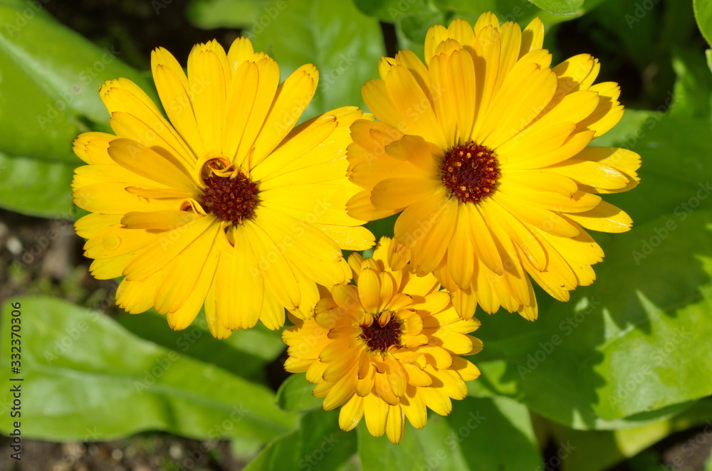 Flowers of calendula (lat. Calendula officinalis) close-up Flowers of calendula (lat. Calendula officinalis) close-up