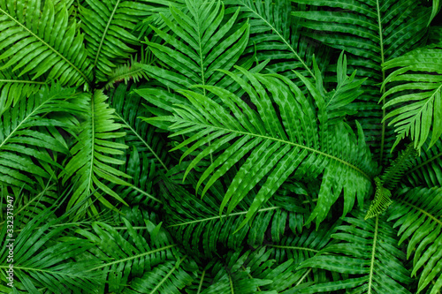 abstract green fern leaf texture, dark blue tone nature background, tropical leaf