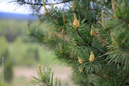 cones on a green pine branch © Aleksandr