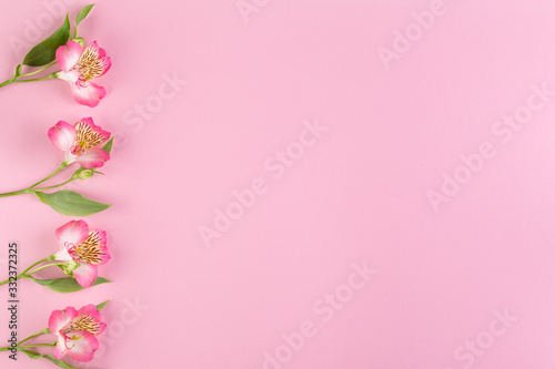 Tablou pe pânză Alstroemeria flowers lie with a left on a pink background