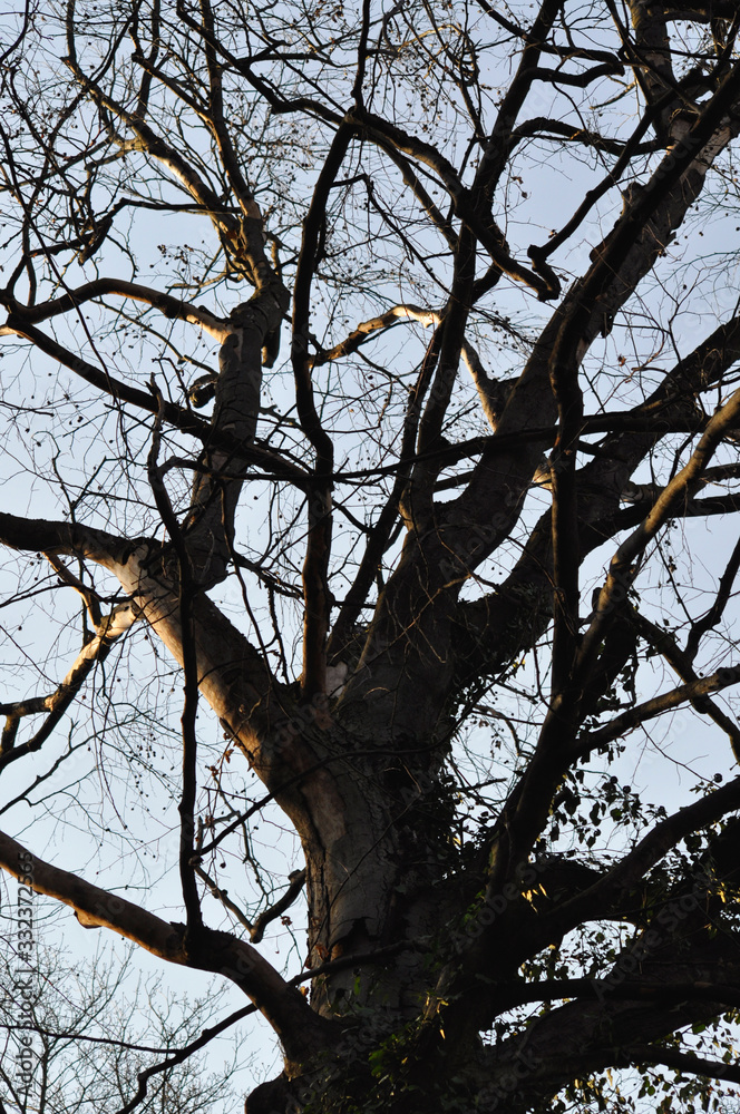 Baum mit Himmel ohne Blätter