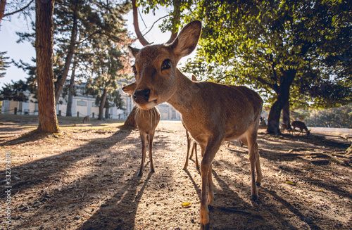 Nara Deer park sunrise wide angle