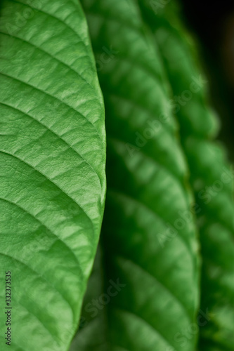 Green leaves layer pattern background, Natural background and wallpaper.