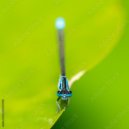 Blue-tailed damselfly also known as Ischnura elegans © Rob D