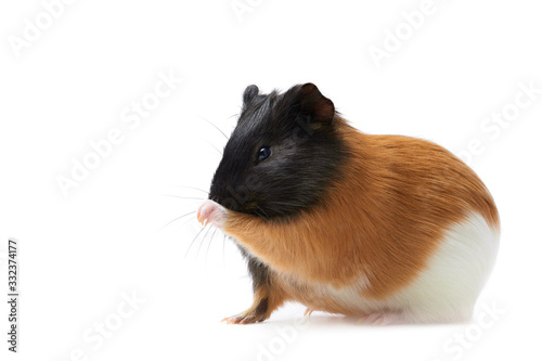 Guinea pig (Cavia porcellus) is a popular household pet Guinea pig licks paw, pet is washing his tongue. Studio portrait of Guinea Pig isolated on white background.