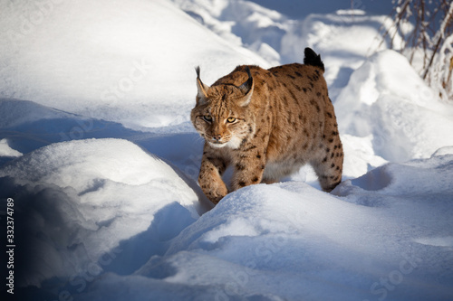 Photography Euroasian lynx face to face in the bavarian national park in eastern germany, eu