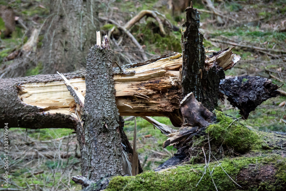 Storm damage. Fallen trees in the forest after a storm Storm damage. Fallen trees in the forest after a storm