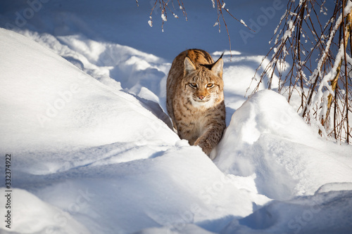 Photography Euroasian lynx face to face in the bavarian national park in eastern germany, eu