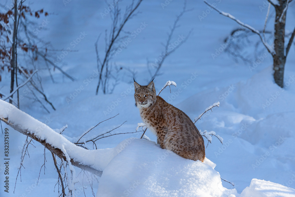 Euroasian lynx face to face in the bavarian national park in eastern germany, european wild cats, animals in european forests, lynx lynx Euroasian lynx face to face in the bavarian national park in eastern germany, european wild cats, animals in european forests, lynx lynx