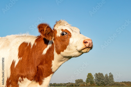 Head of a red and white cow does moo with her head uplifted, blue sky © Clara