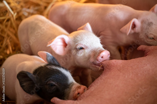 Cute pink piglets drinking from mother pig, teat in mouth