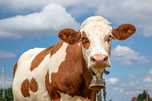 A cow with a cowbell, medium shot, standing friendly and patient . © Clara
