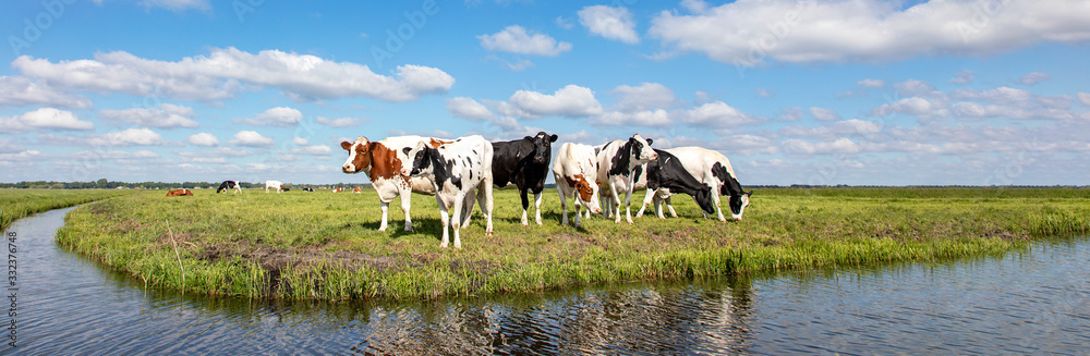 Cows at the bank of a creek flat land and water and on the horizon a blue sky with white clouds.