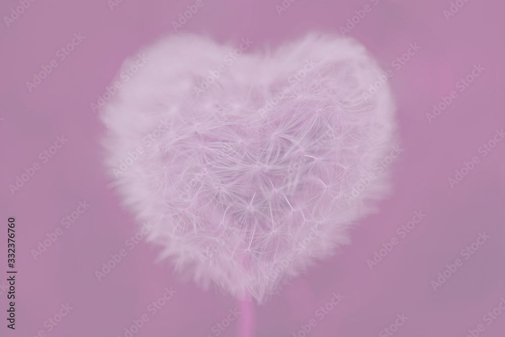 Corazón abstracto diente de león Corazón abstracto diente de león