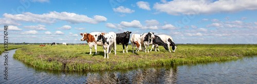 Cows at the bank of a creek flat land and water and on the horizon a blue sky with white clouds. © Clara
