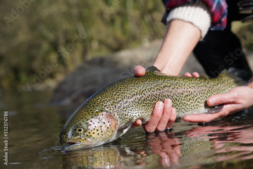 Fototapeta Naklejka Na Ścianę i Meble -  catch of a rainbow trout with a fly in the river