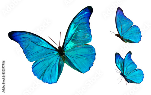 Set of four beautiful blue butterflies Cymothoe excelsa isolated on white background. Butterfly Nymphalidae with spread wings and in flight. photo