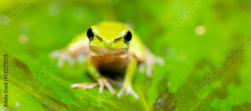 Wallum Sedge Frog also known by Litoria olongburensis.