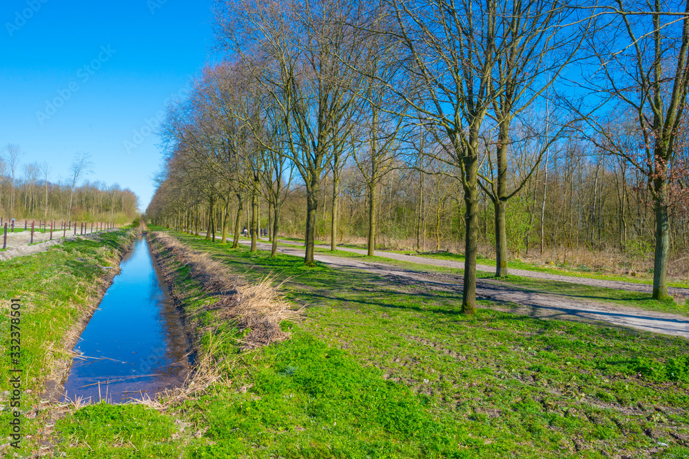 Trees along a path in a forest below a blue sky in spring Trees along a path in a forest below a blue sky in spring