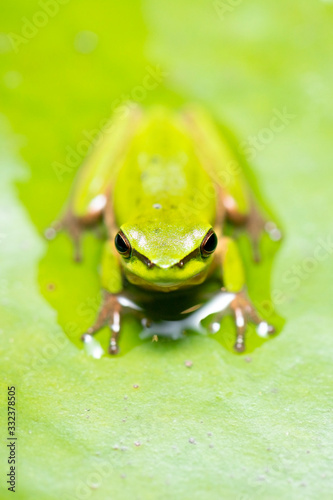 Wallum Sedge Frog also known by Litoria olongburensis. photo