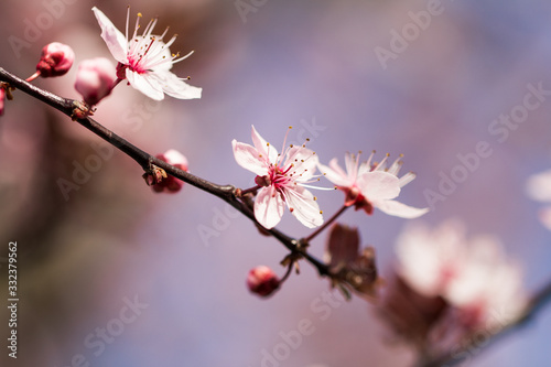 single bloom makroshot of an apple tree in spring 