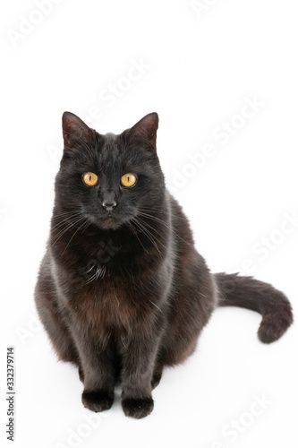 A beautiful black cat poses on a white background