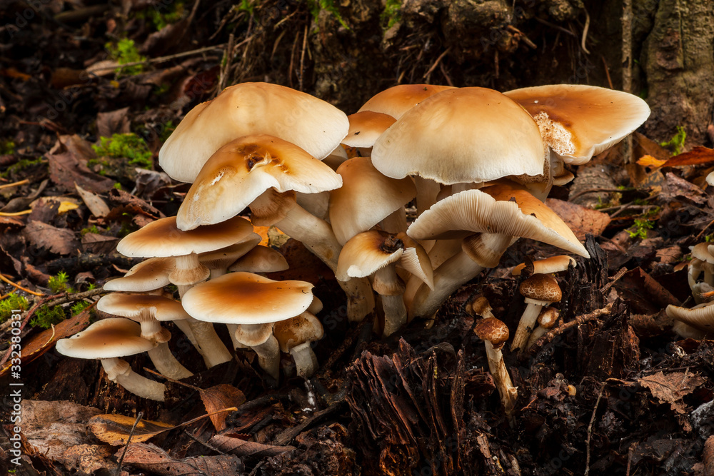 Agrocybe aegerita, growing on a dead log in the forest Agrocybe aegerita, growing on a dead log in the forest