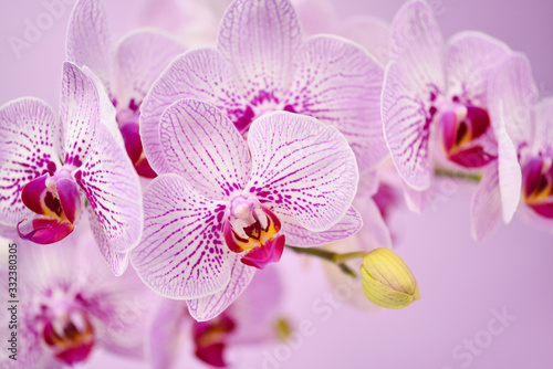 Beautiful orchid flowers on a pink background. Floral background