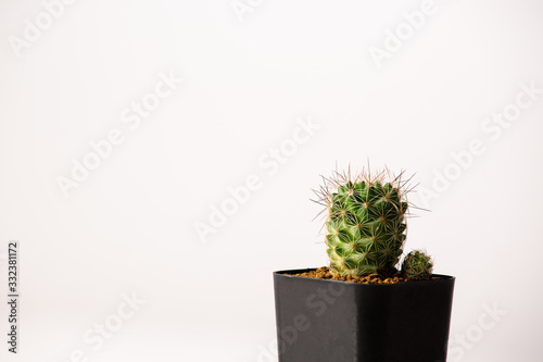 mammillaria cactus  in black  pots. photo