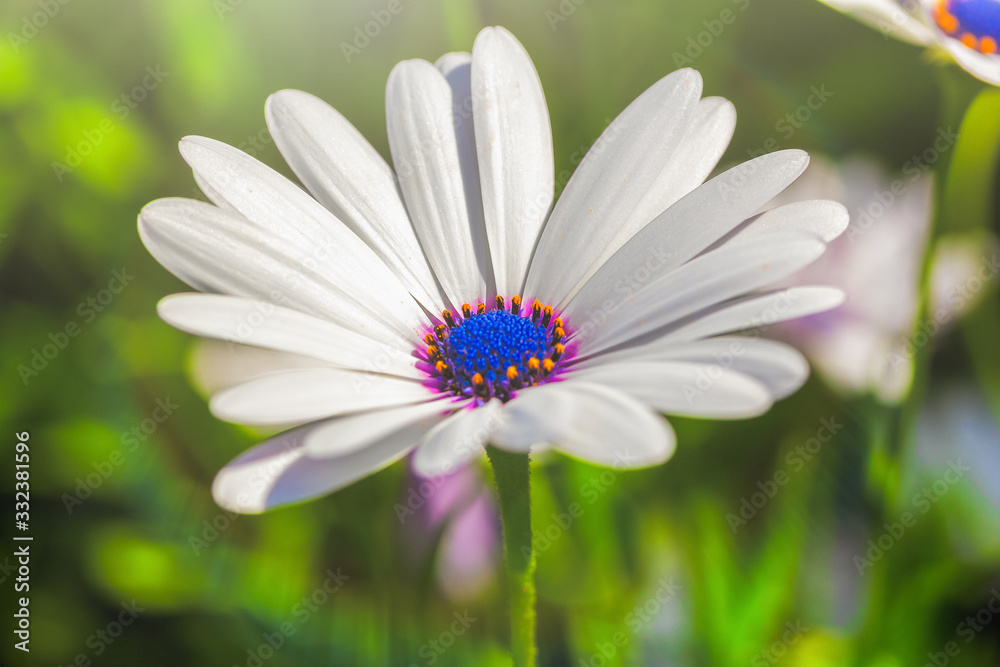 Arctotis white flower blooming Close-up on a bright sunny day. Summer warmth and joy concept Arctotis white flower blooming Close-up on a bright sunny day. Summer warmth and joy concept