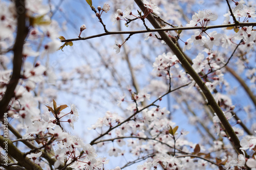 White Cherry Blossom Tree. Spring Background.