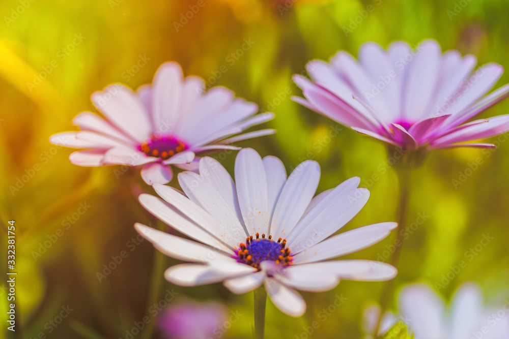 Arctotis white flower blooming Close-up on a bright sunny day. Summer warmth and joy concept. Arctotis white flower blooming Close-up on a bright sunny day. Summer warmth and joy concept.
