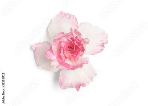 Pink and white azalea flowers Soft focus The concept of beauty and tenderness On a white background