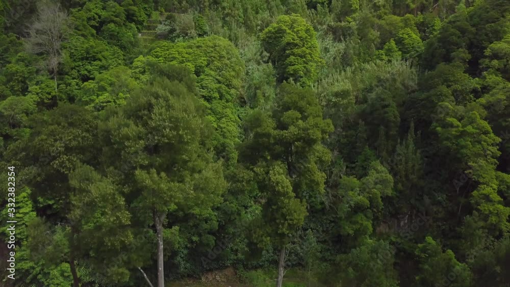 Ascending drone shot of green forest in Azores during spring Ascending drone shot of green forest in Azores during spring