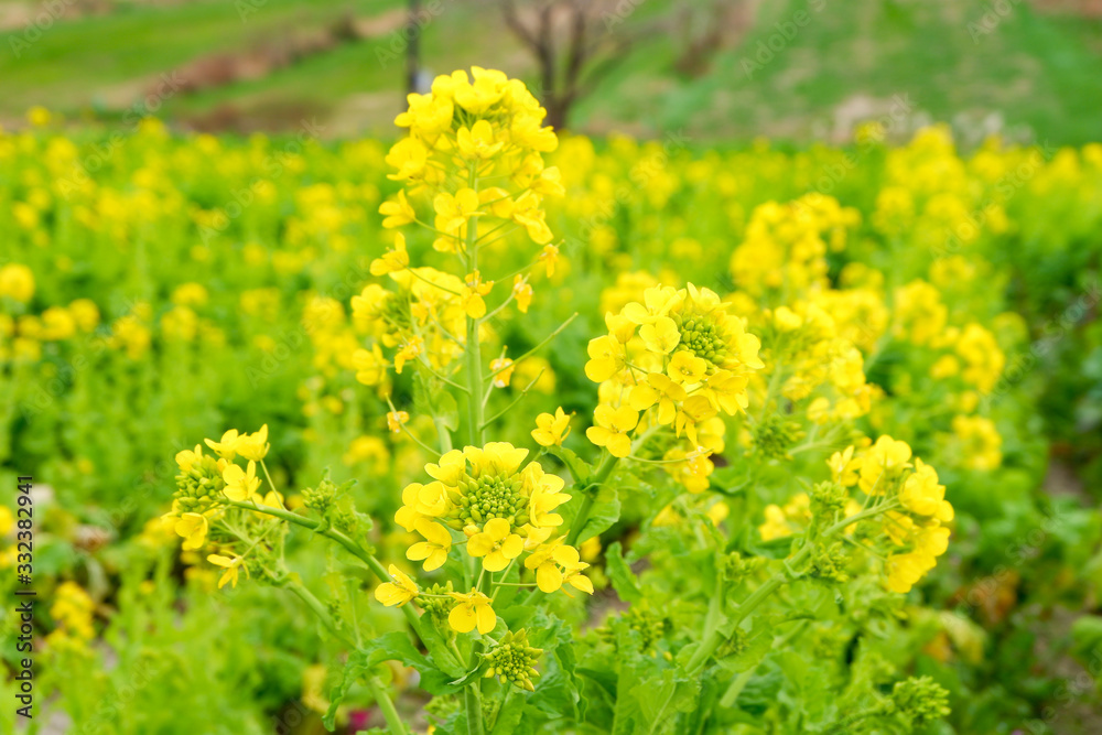 菜の花