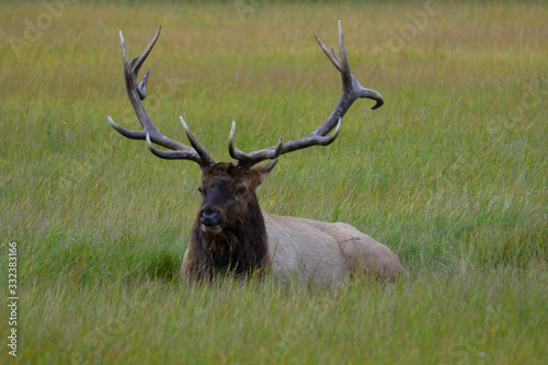 Elk Wapiti Cervus canadensis  Jasper Alberta Kanada travel destination