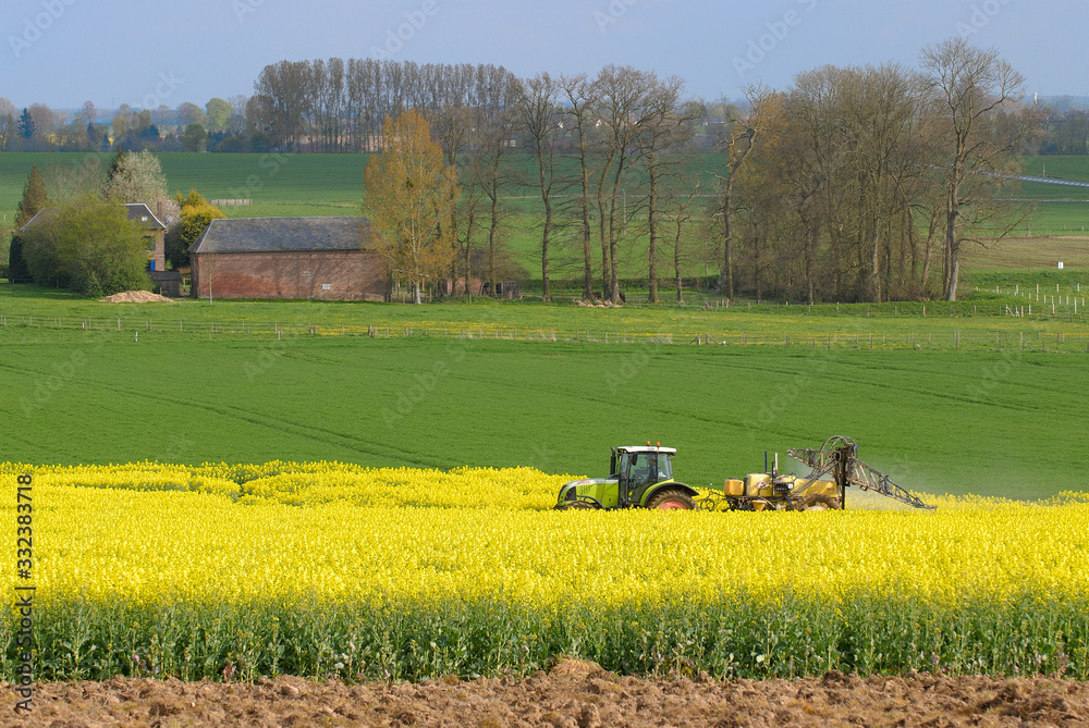 Fototapeta premium Traitement insecticide contre le charancon du colza