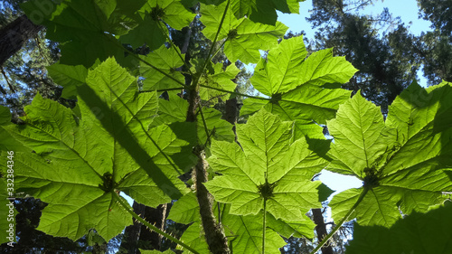 devils club plant back lit by the afternoon sun at marymere falls photo